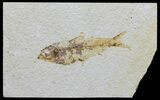 Knightia Fossil Fish - Wyoming #59803-1